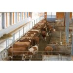 5MP WLAN Stallkamera für Innen/Aussen 5X Zoom, Nachtsicht Bewegungsalarm, Smartphone Live Überwachung – Bild 5