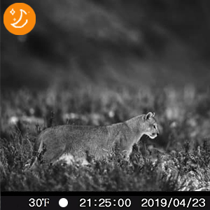 wildkamera testsieger wildtierkamera wildkameras wildtierkamera mit nachtsicht bewegungsmelder