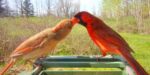 Aufnahme der BirdKam750: Kardinäle auf der Futterschale