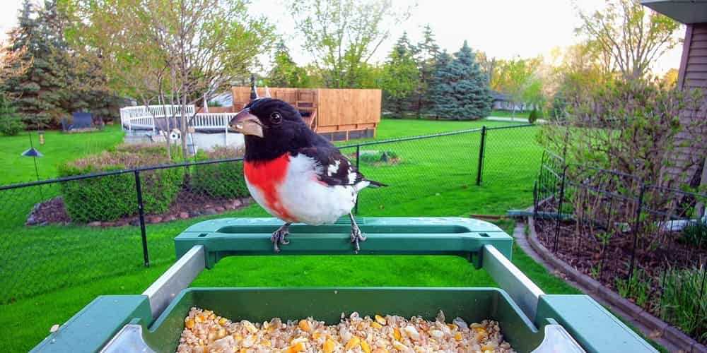 Aufnahme der BirdKam750: Rosenbrust-Kernknacker an der Futterschale