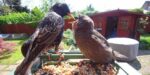 Aufnahme der BirdKam750: Star und Jungvogel am Futter