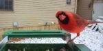 Aufnahme der BirdKam750: Kardinal im Schnee