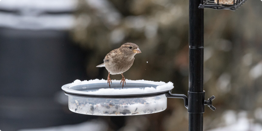 Beispielaufnahme der BirdKam800
