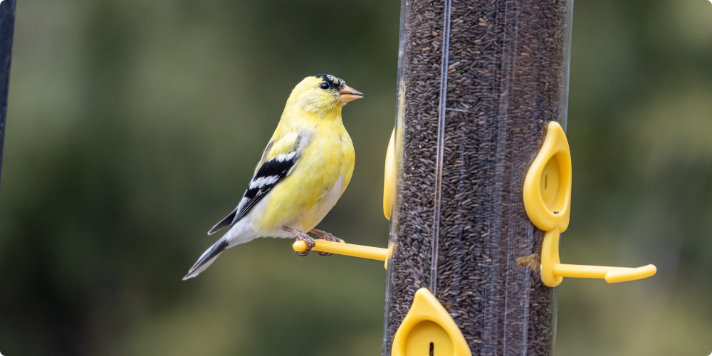 Beispielaufnahme der BirdKam800