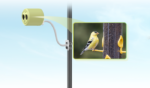 Vogelkamera BirdKam800 an einer Futterstation montiert