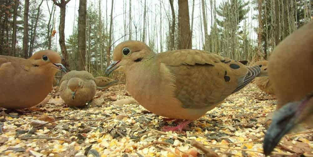 Aufnahme mit dem Sony-CMOS-Sensor der BirdKam800